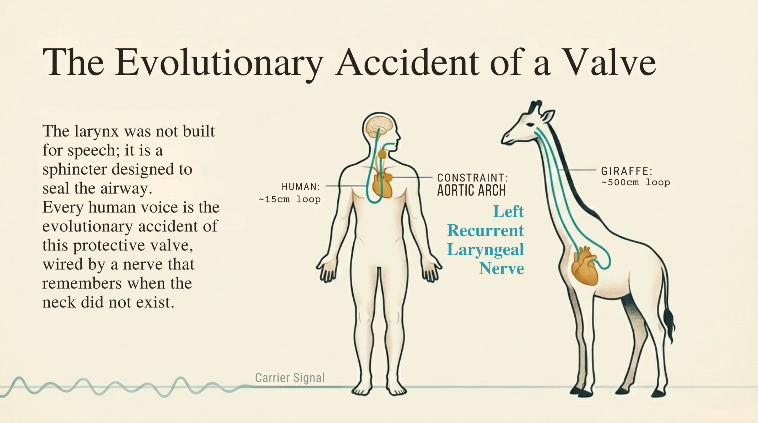 The evolutionary accident of a valve — recurrent laryngeal nerve comparison between human (15cm loop) and giraffe (500cm loop) around the aortic arch.