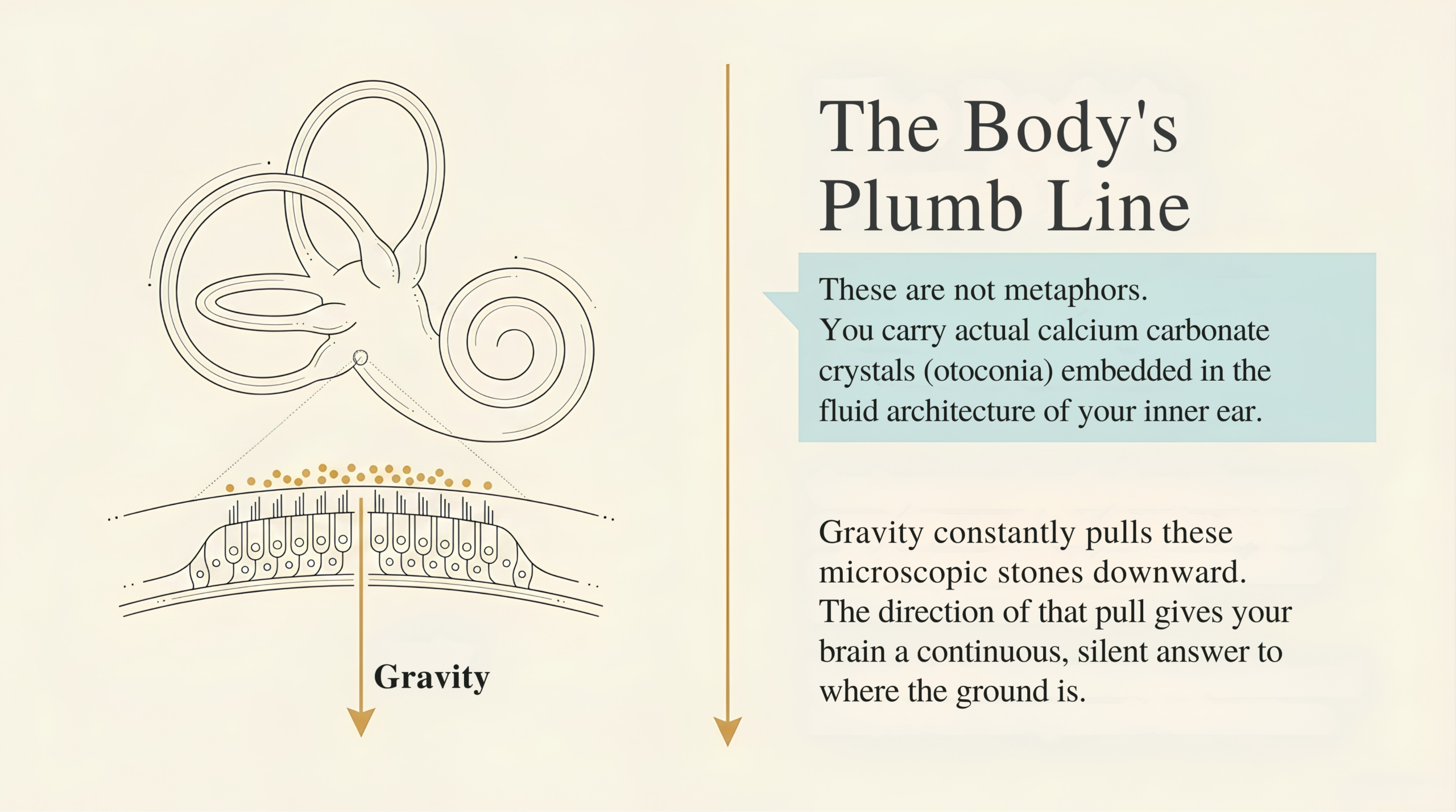 Illustration titled The Body's Plumb Line showing a cross-section of the inner ear with otoconia crystals on hair cells, and a gravity arrow pointing downward. Text reads: Gravity constantly pulls these microscopic stones downward. The direction of that pull gives your brain a continuous, silent answer to where the ground is.