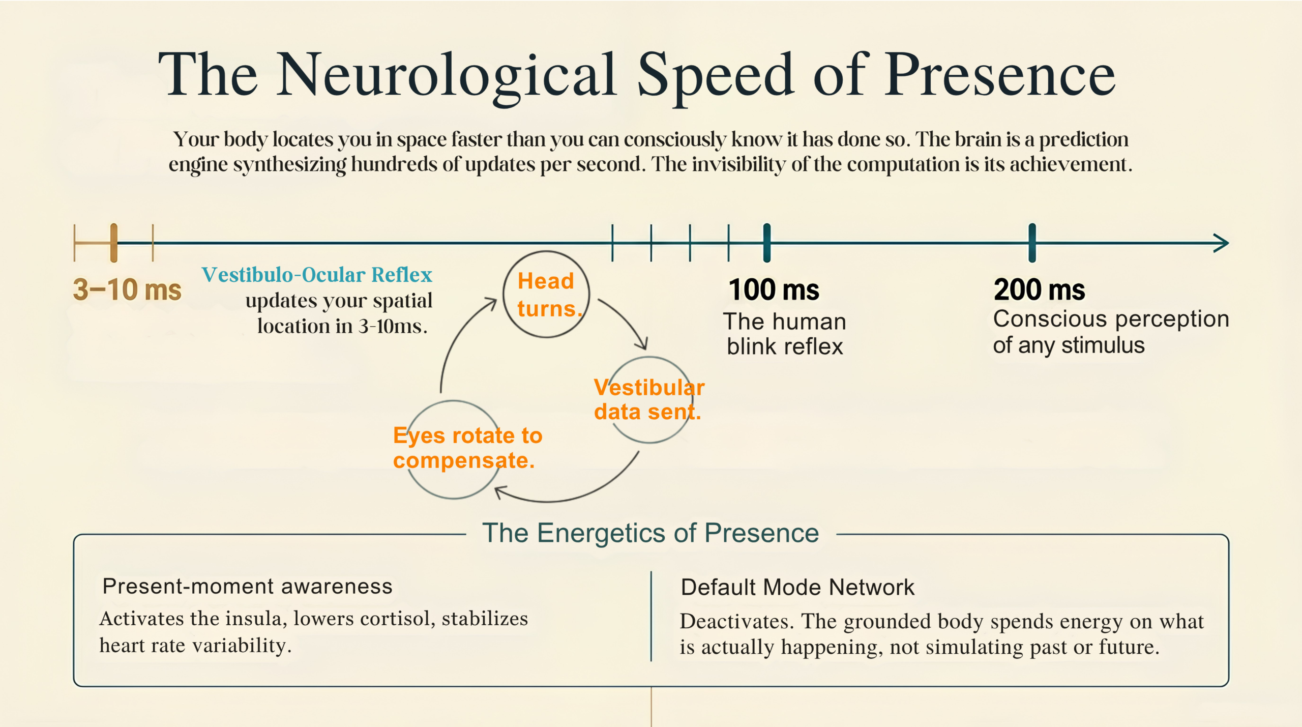 Timeline diagram titled The Neurological Speed of Presence showing the vestibulo-ocular reflex updating spatial location at 3-10 milliseconds, compared to the blink reflex at 100ms and conscious perception at 200ms. Below, the Energetics of Presence contrasts present-moment awareness (activates the insula, lowers cortisol) with the Default Mode Network (deactivates when grounded).