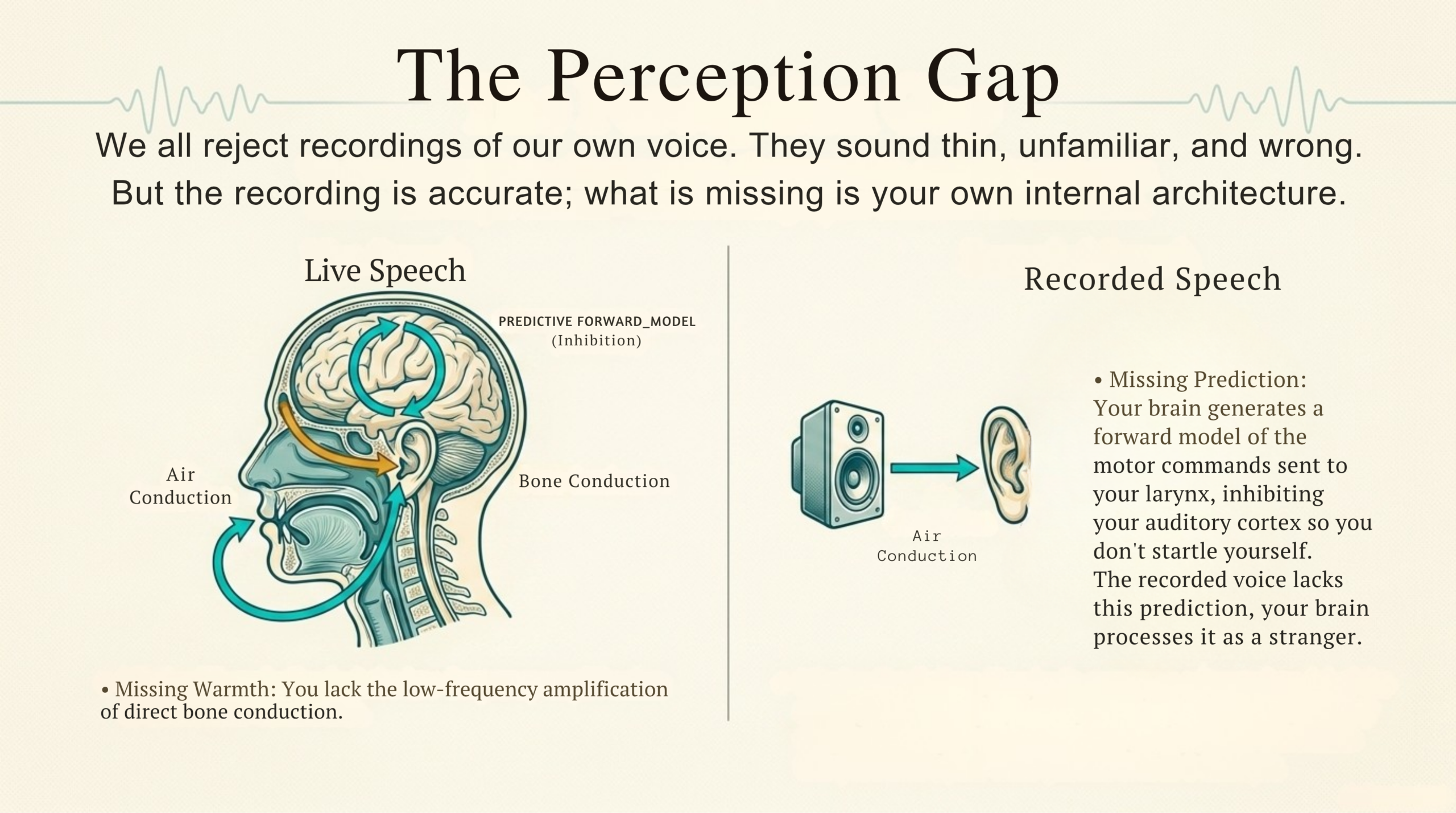 The perception gap — live speech vs recorded speech, showing bone conduction, air conduction, and the predictive forward model that the brain generates when speaking live.