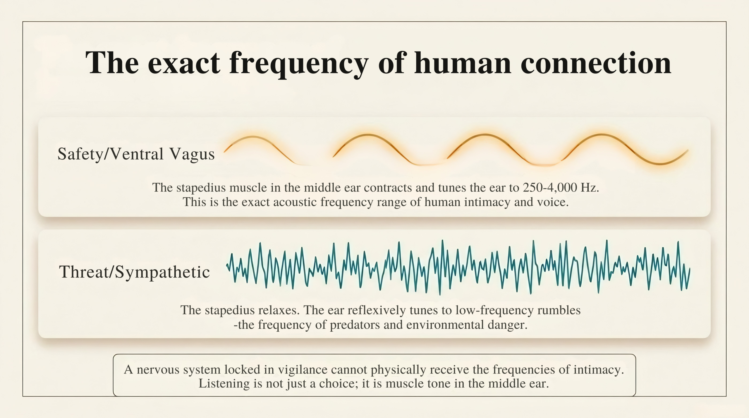 The exact frequency of human connection — the stapedius muscle tunes the ear to 250–4000 Hz